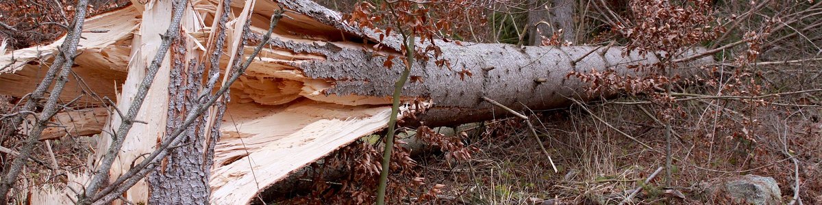 A tree that has been taken down in a storm - it's trunk is broken.