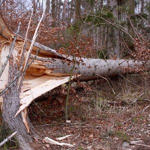 A tree that has been taken down in a storm - it's trunk is broken.