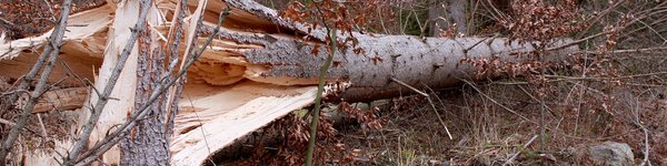 A tree that has been taken down in a storm - it's trunk is broken.