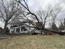 A tree crushing a white house with a black roof on a green hill. The tree has collapsed on the roof.