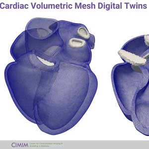 A 3D mesh representing the chambers of the heart