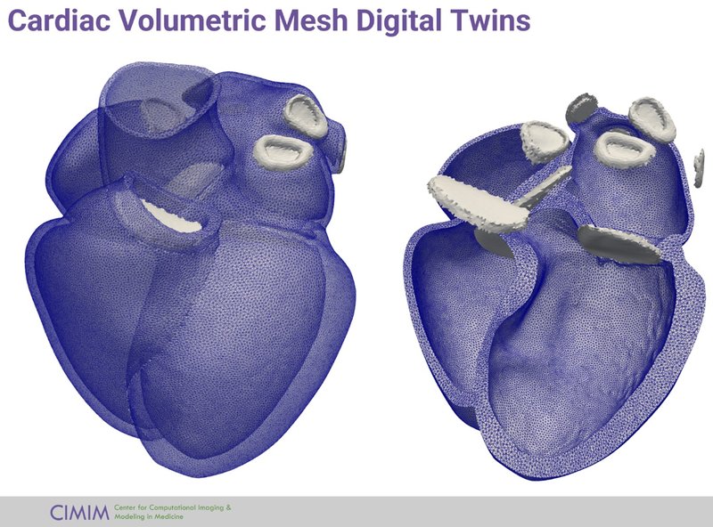 A 3D mesh representing the chambers of the heart