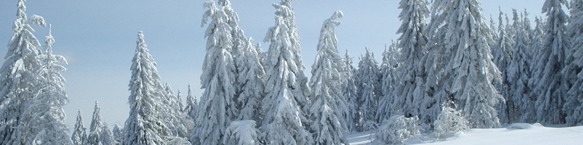 A forest on a sloping mountain covered in snow