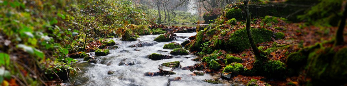 A stream running through woods from left to right surrounded by trees. There are small rocks in the stream.