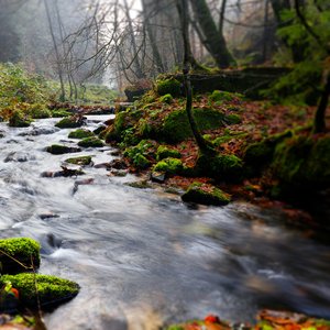 A stream running through woods from left to right surrounded by trees. There are small rocks in the stream.