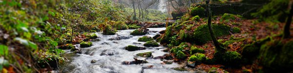 A stream running through woods from left to right surrounded by trees. There are small rocks in the stream.